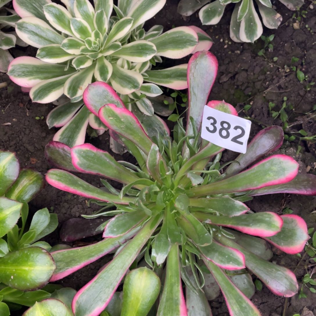 382号欧子变异太厉害咯