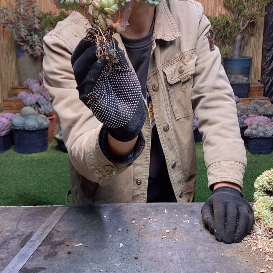 J**宝34 号白胖子缀化多肉