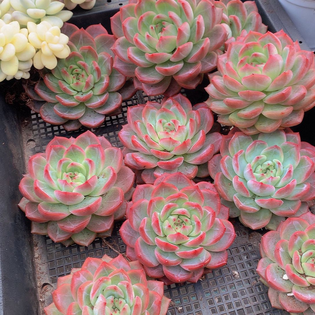 大号红鸾356677889999990