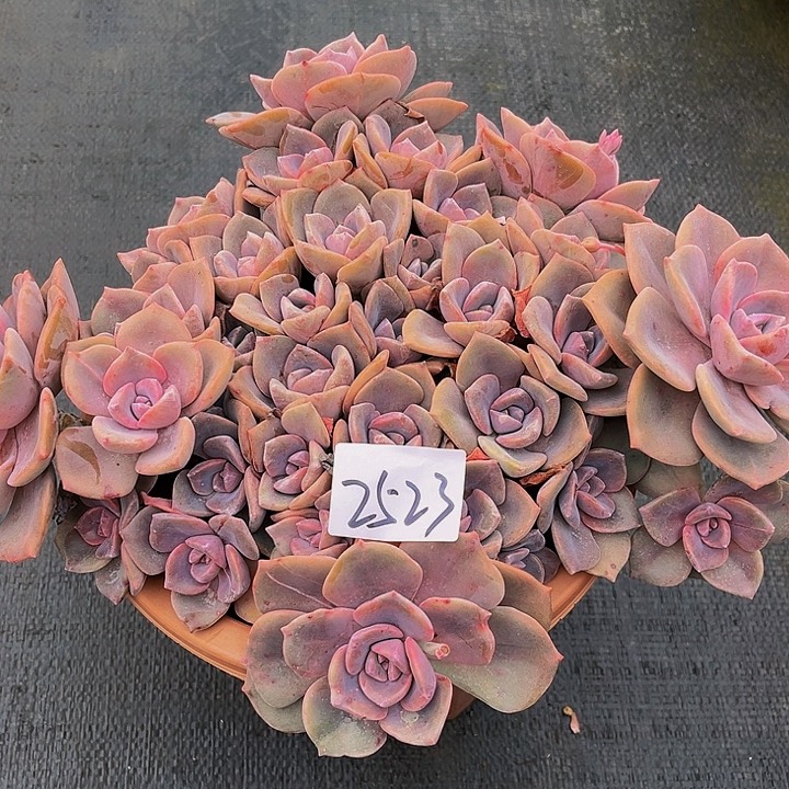 婷**^彩虹糖群2523