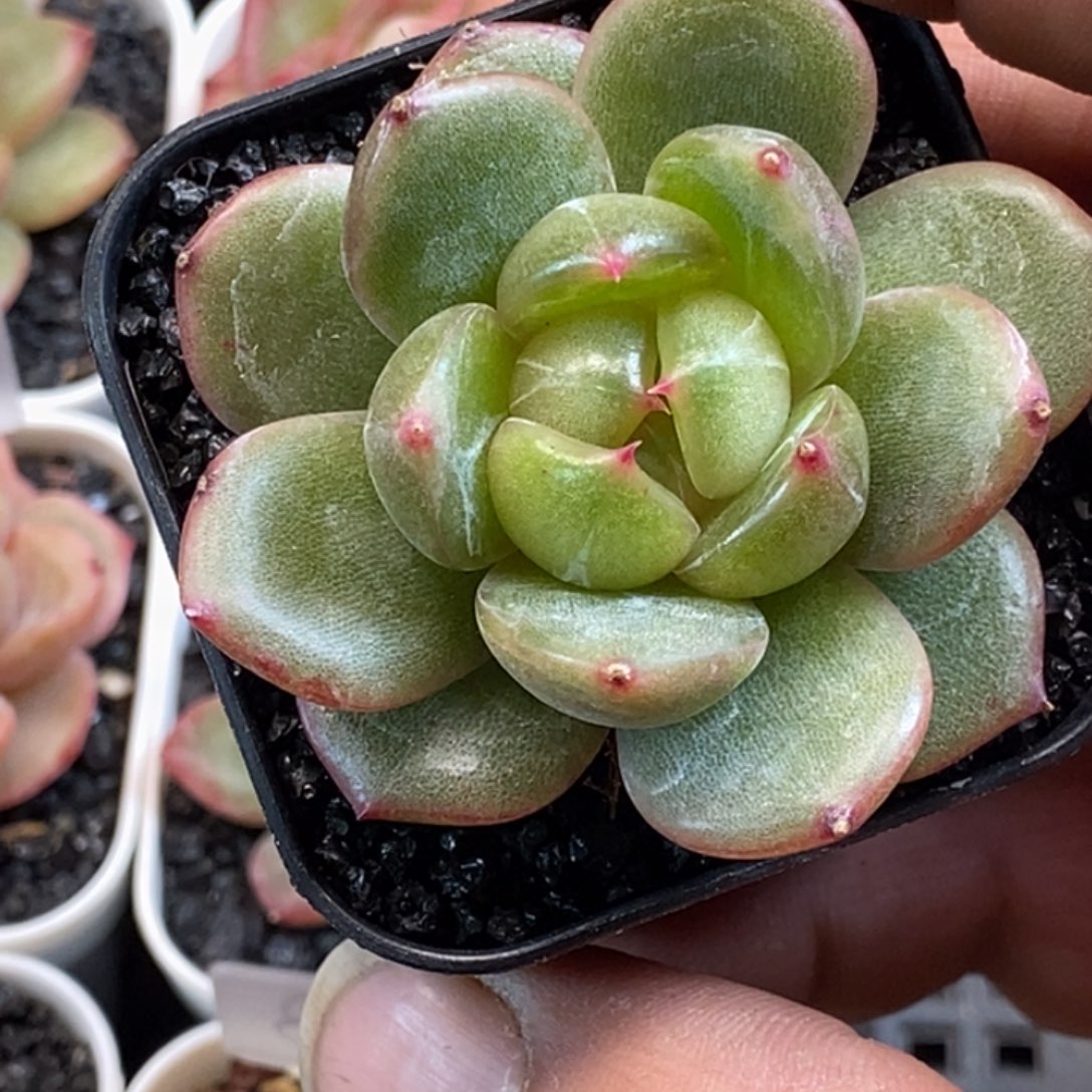 天官赐福百无禁忌