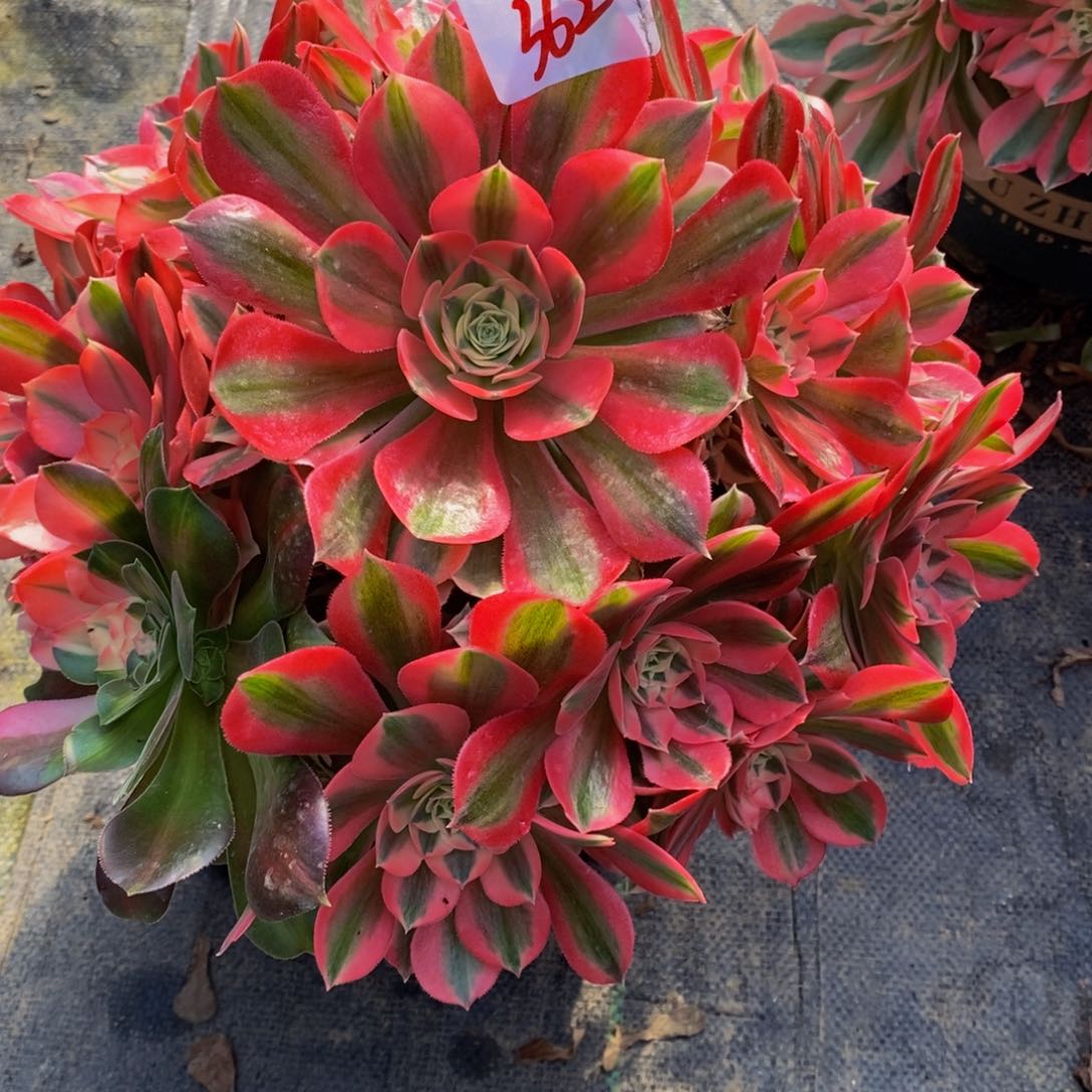 362号女巫法师多肉