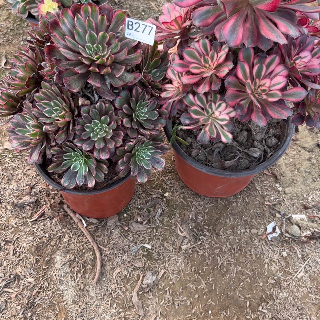 277两颗组合多肉植物