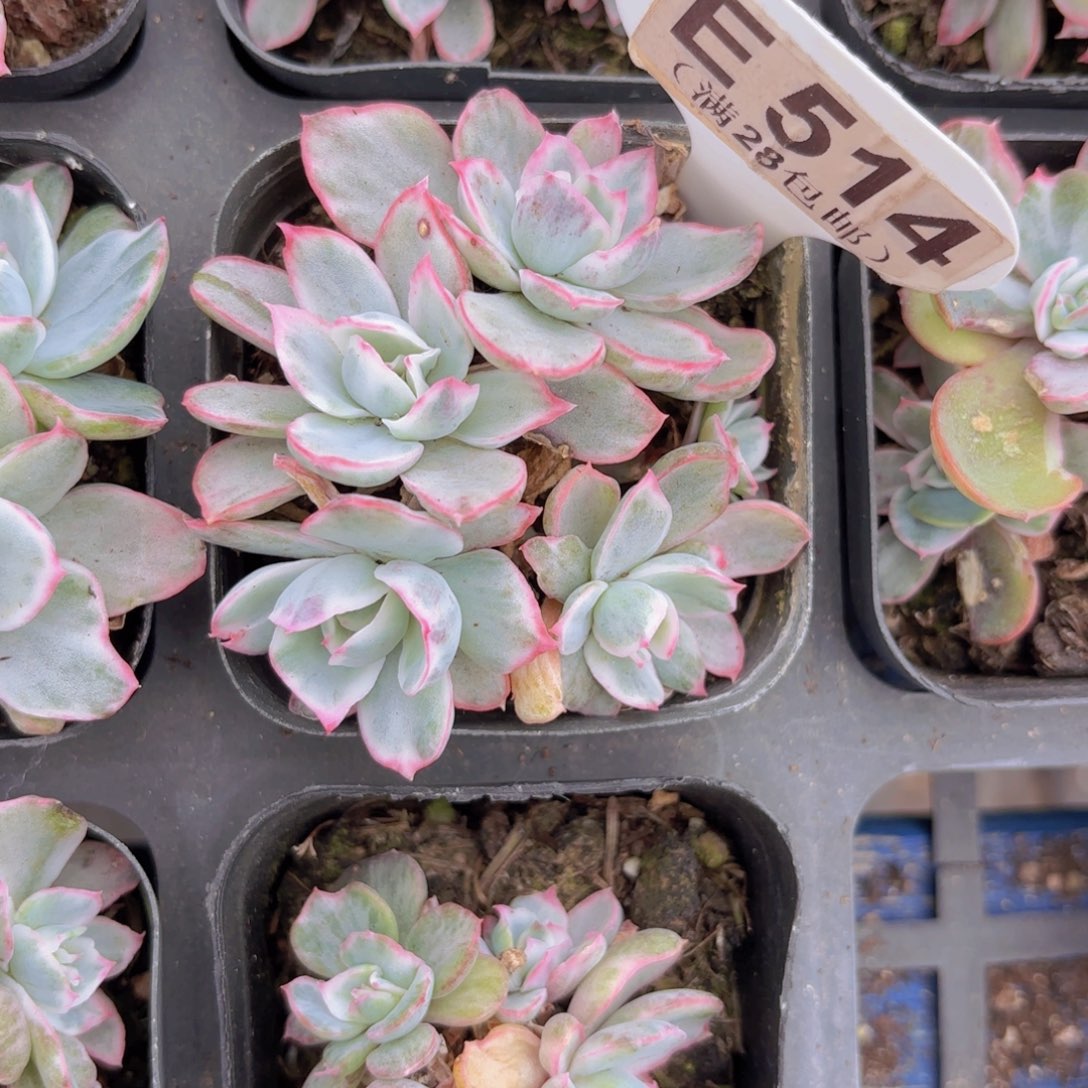 E514伯克利锦一物一拍