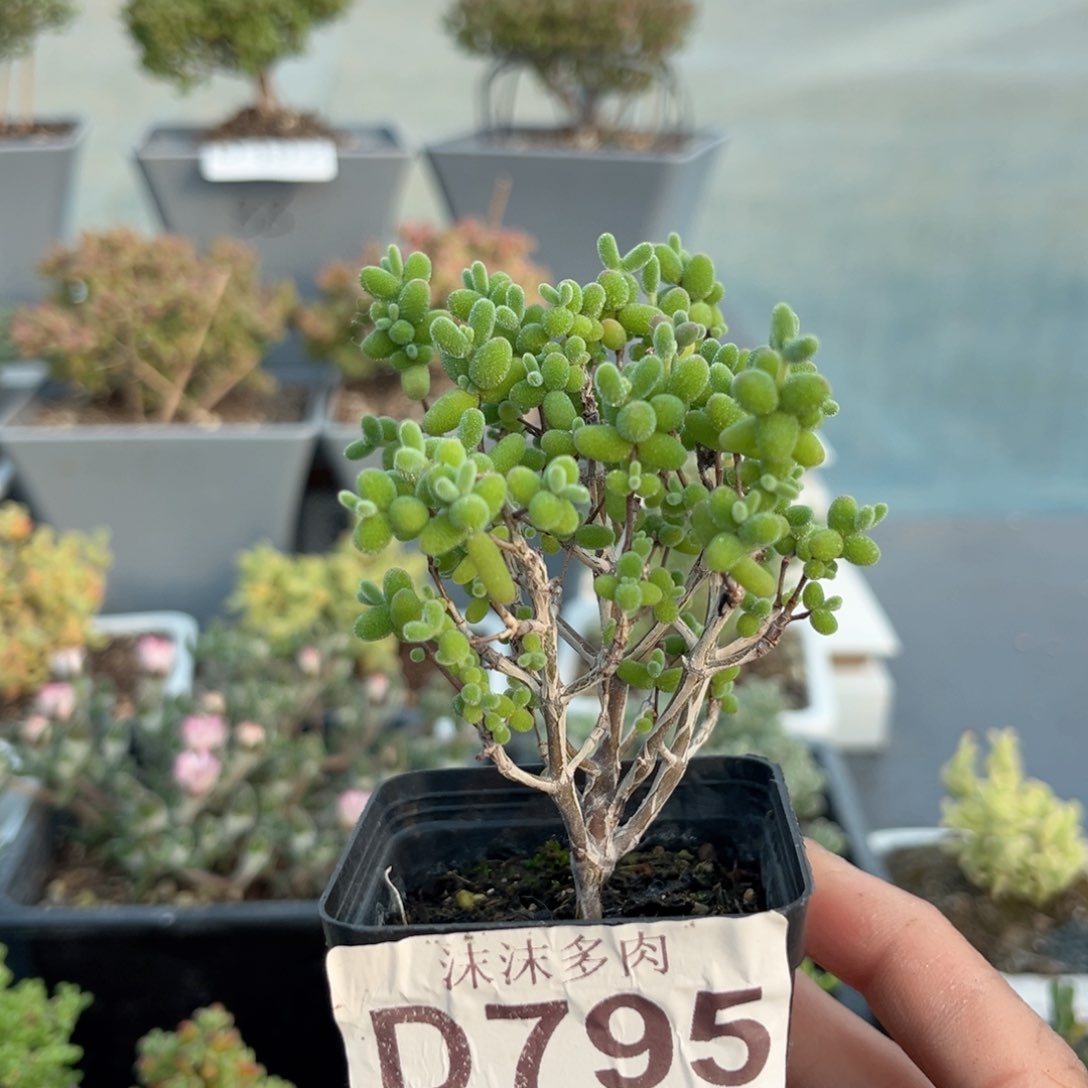 795实生糖球枝干