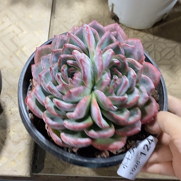 小七夕多肉红鸾124