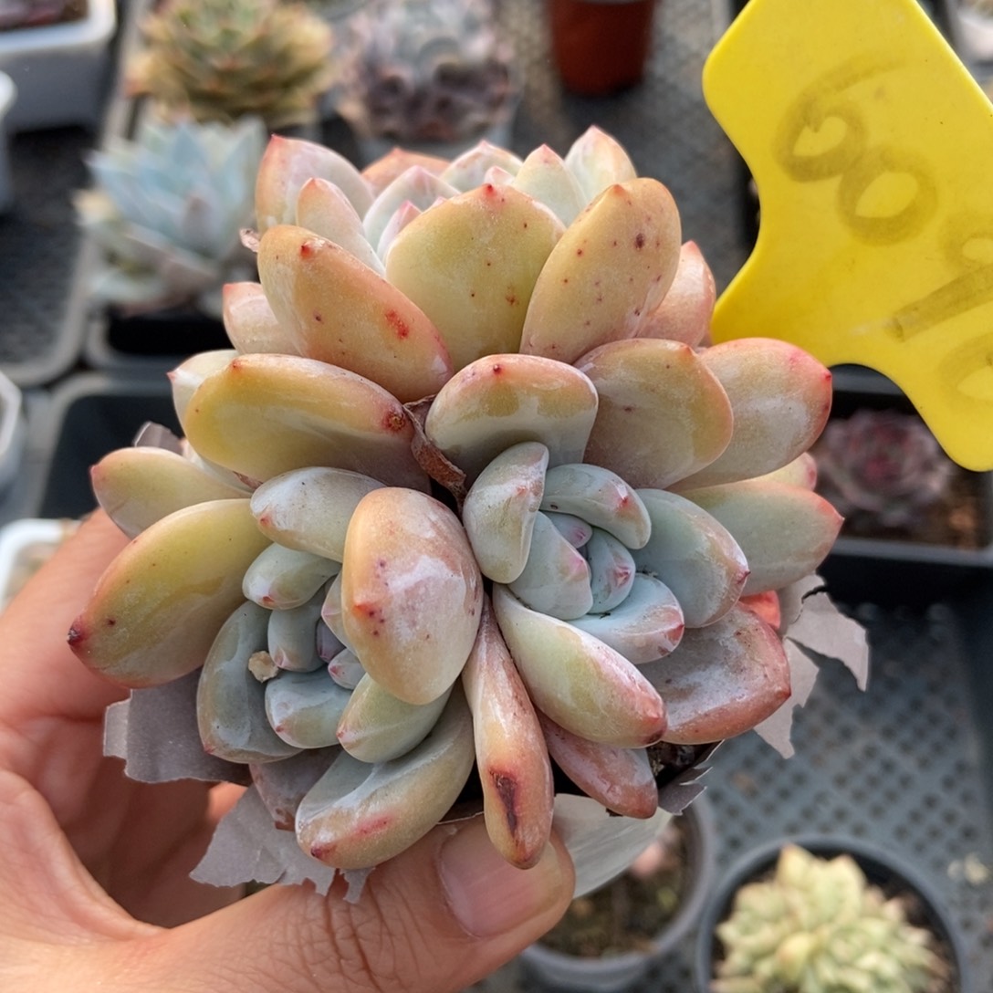 6096石榴籽多肉植物