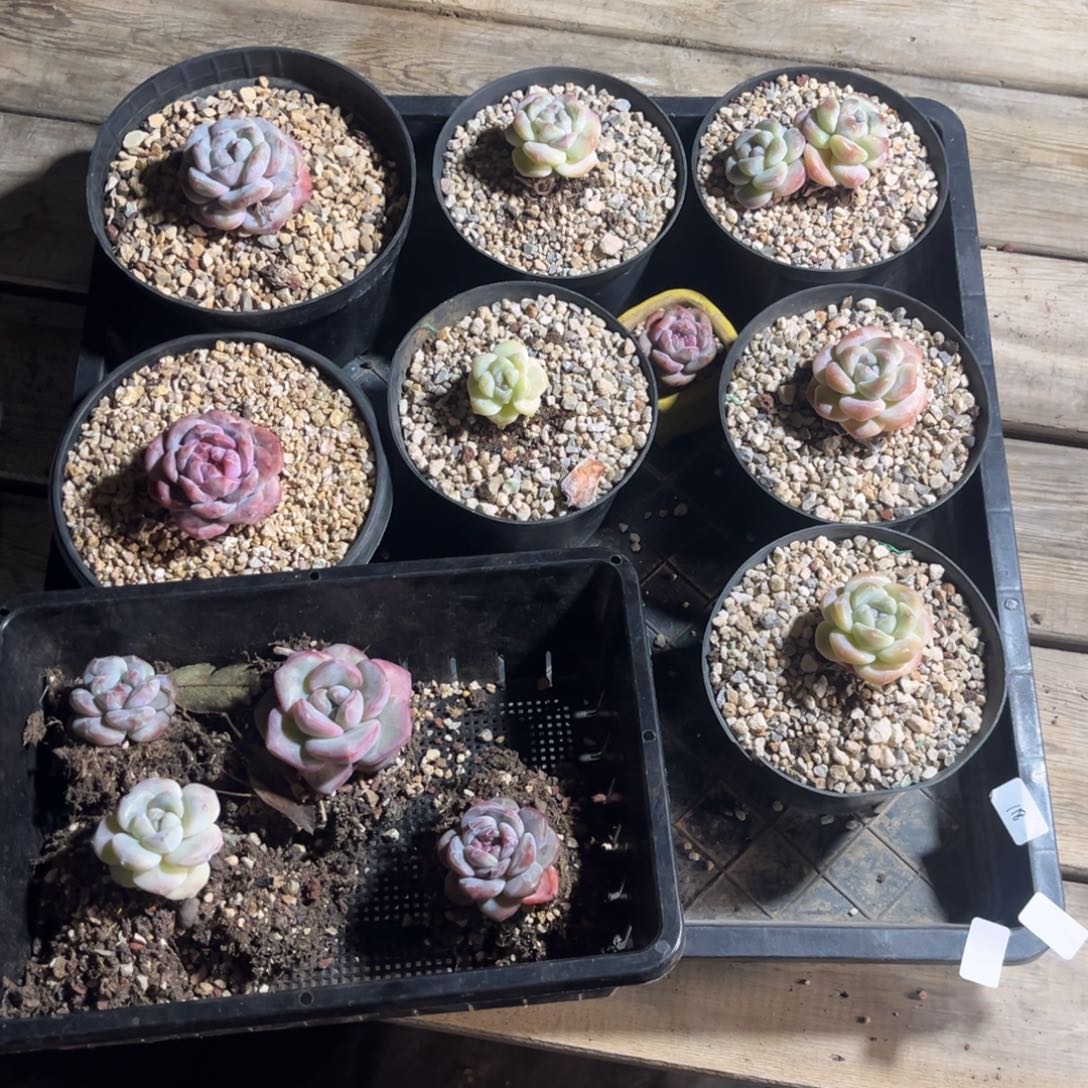 12棵花含盆土多肉多头