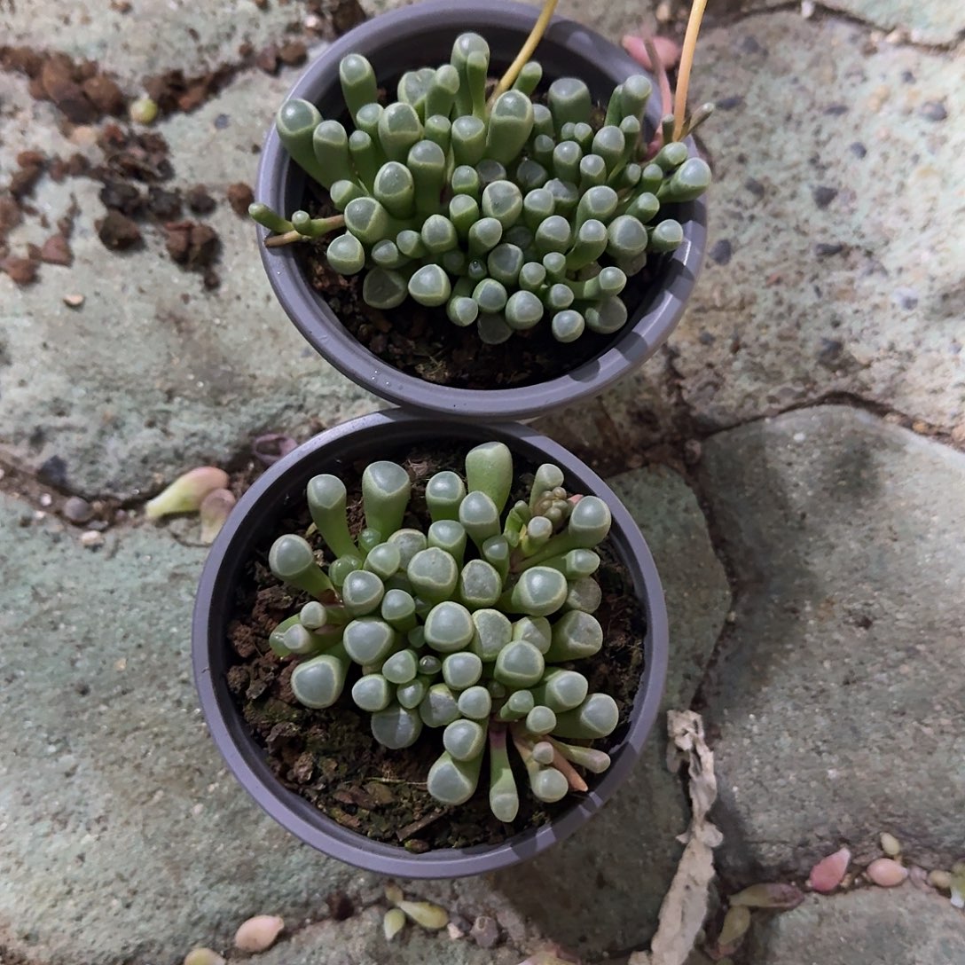五十铃玉多肉植物精品