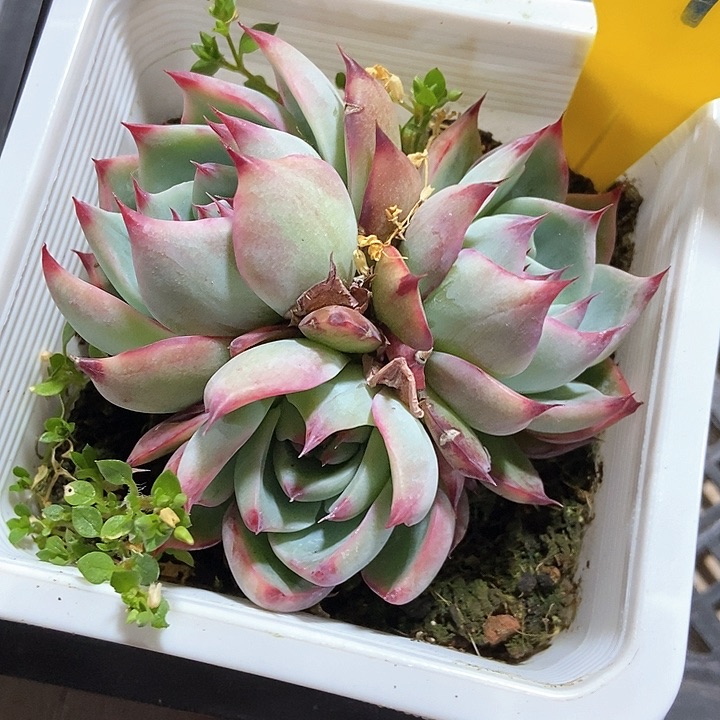 多肉植物惊鸿792