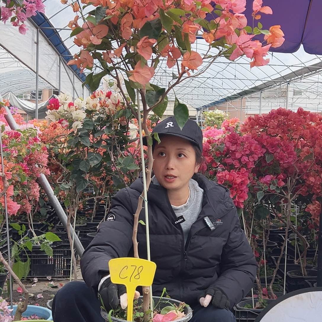 香****大部分花苞少量开放C78阿达纳