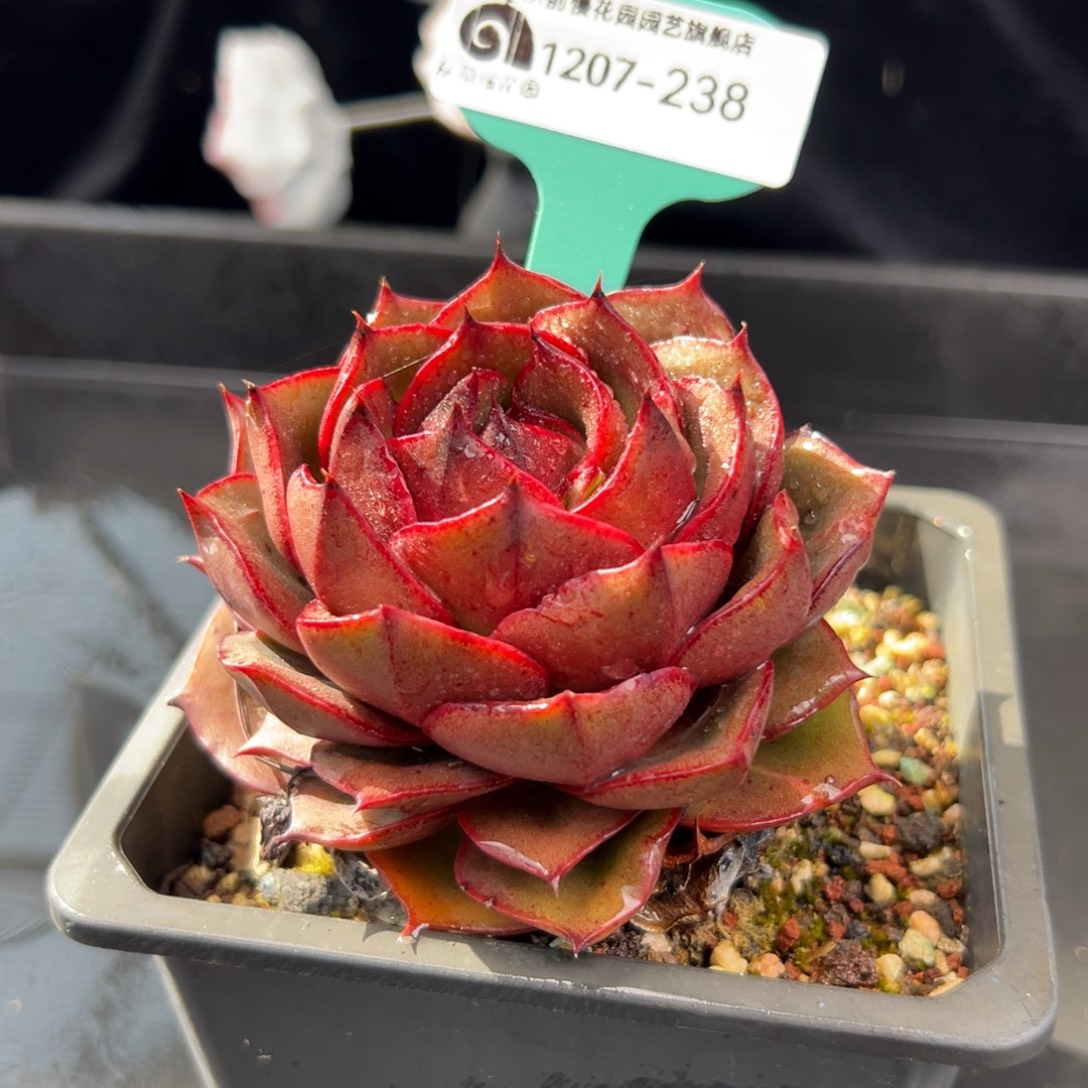 从前慢花园多肉编号1207-238