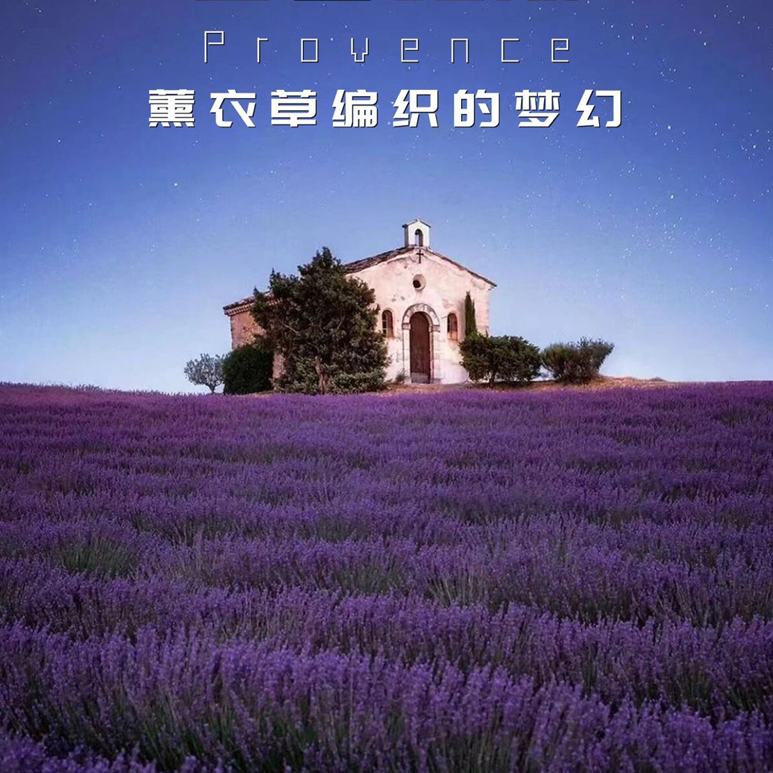 薰衣草卡斯蒂诺（高音女王）盆栽多季开花庭院阳台香味植物