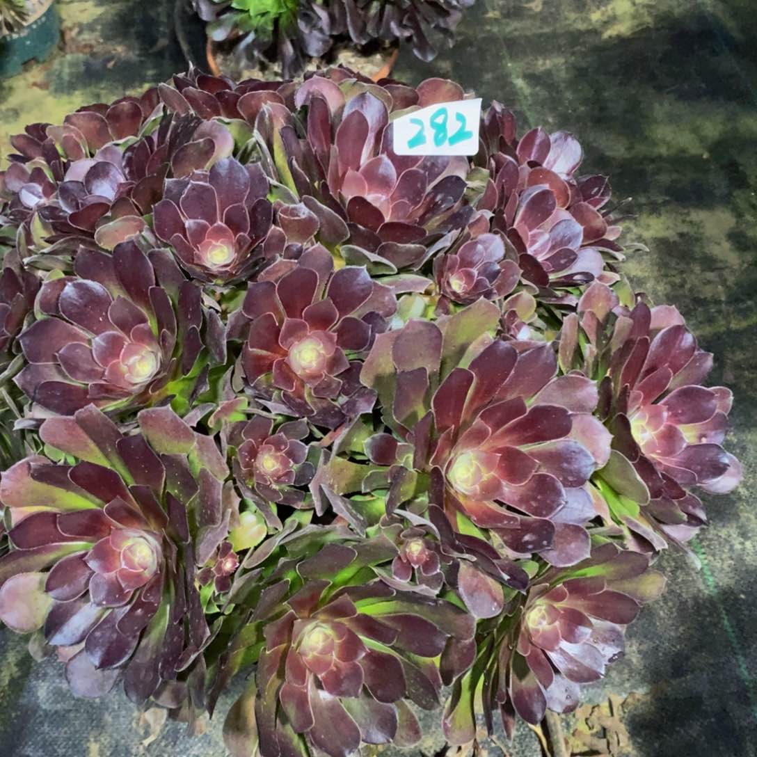 请***叻282号荷兰玫瑰法师多肉