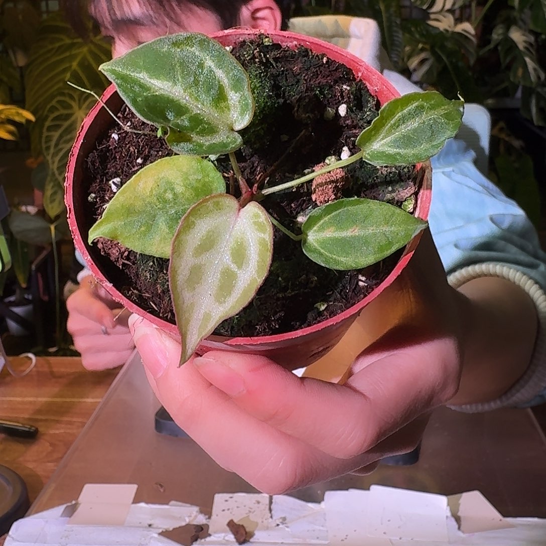 不开花植物H209粉柠檬杂skg粉柠檬