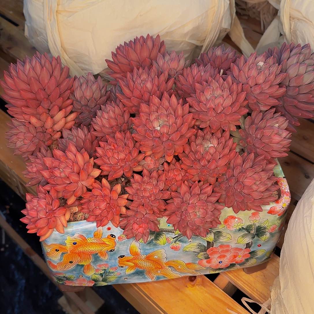 静****是咯哦哦哦哦哦哦哦哦哦哦里咯