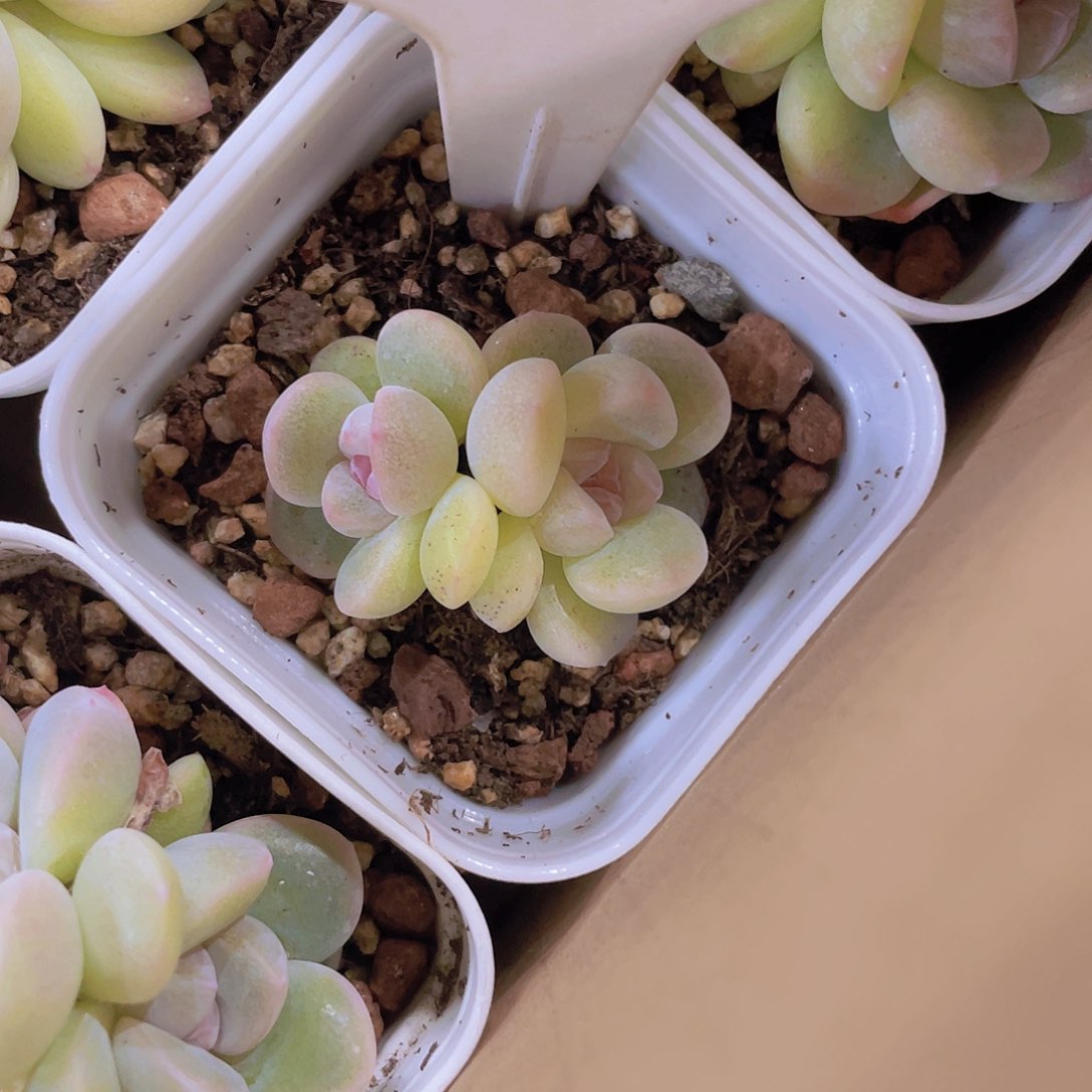 紫心冰玉e054一物一拍