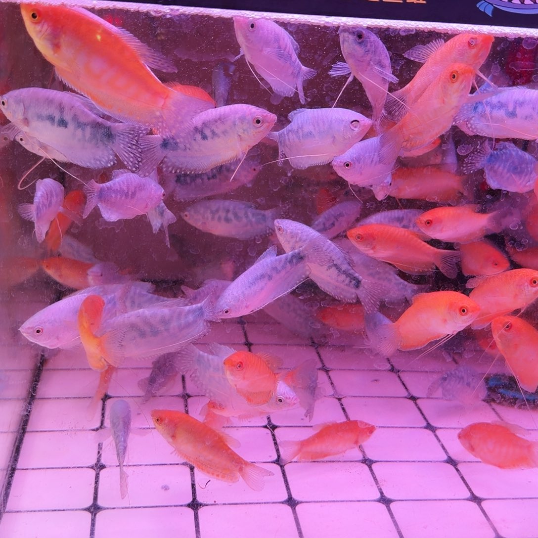 黄曼龙鱼颜色随机曼龙10条(6条送4条备损)