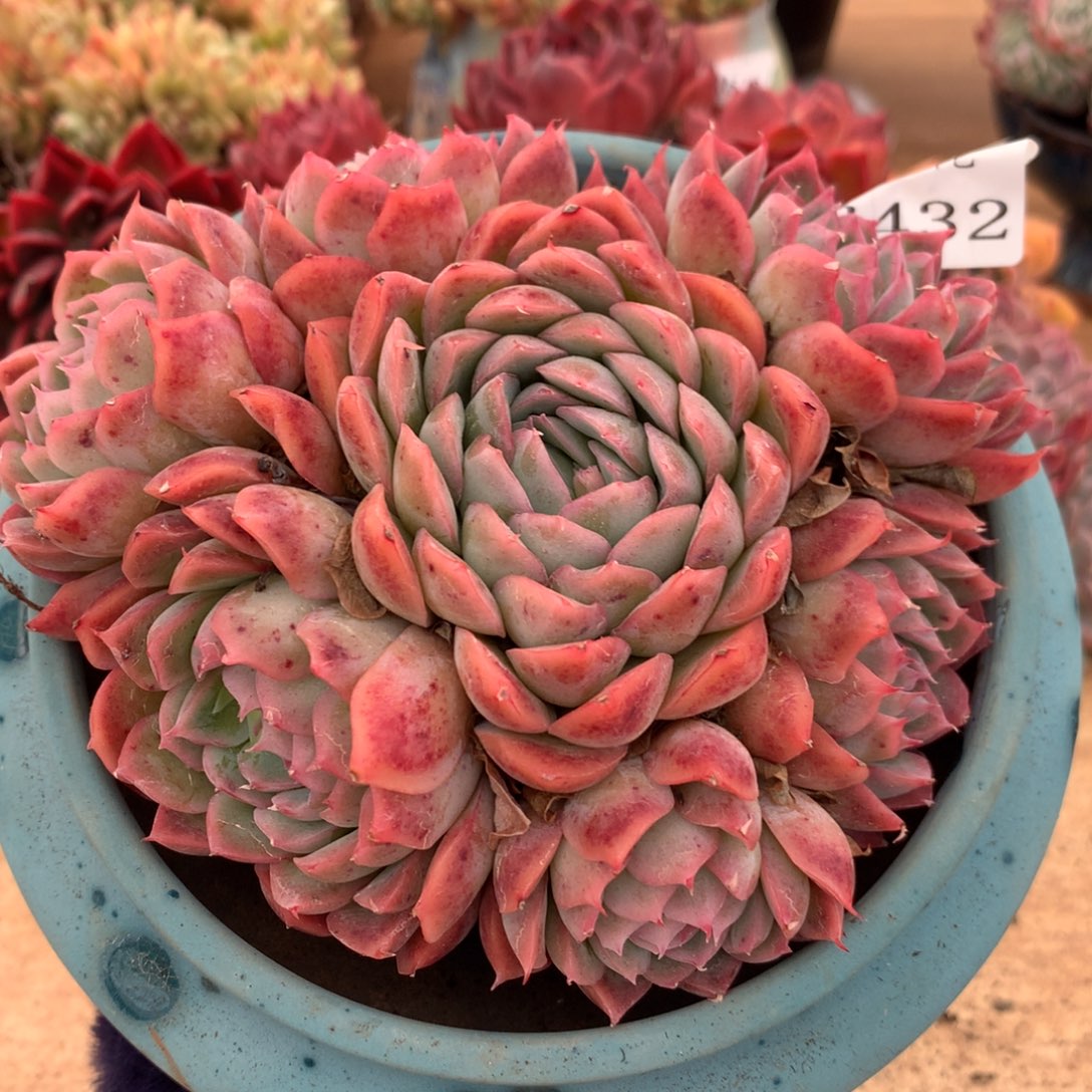 6432新年快乐发发发