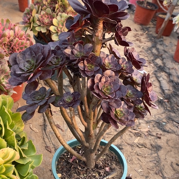 圆叶多肉植物10。 