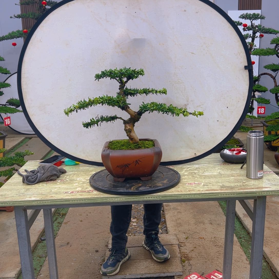 盆景半**人红芽菊花珍珠罗汉松