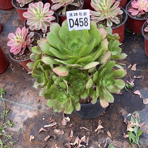 458法师不包断枝