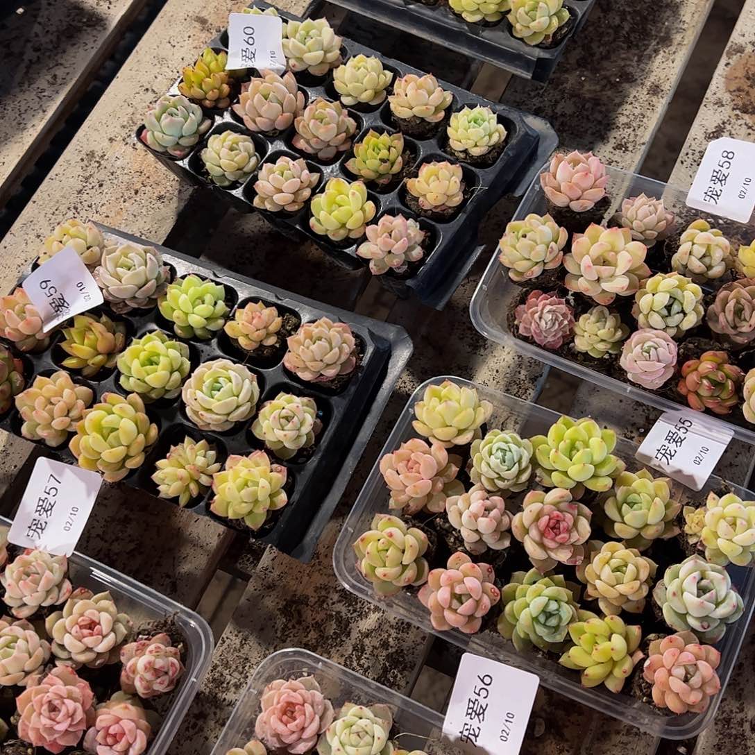 105孔新品15颗带穴盘量拍