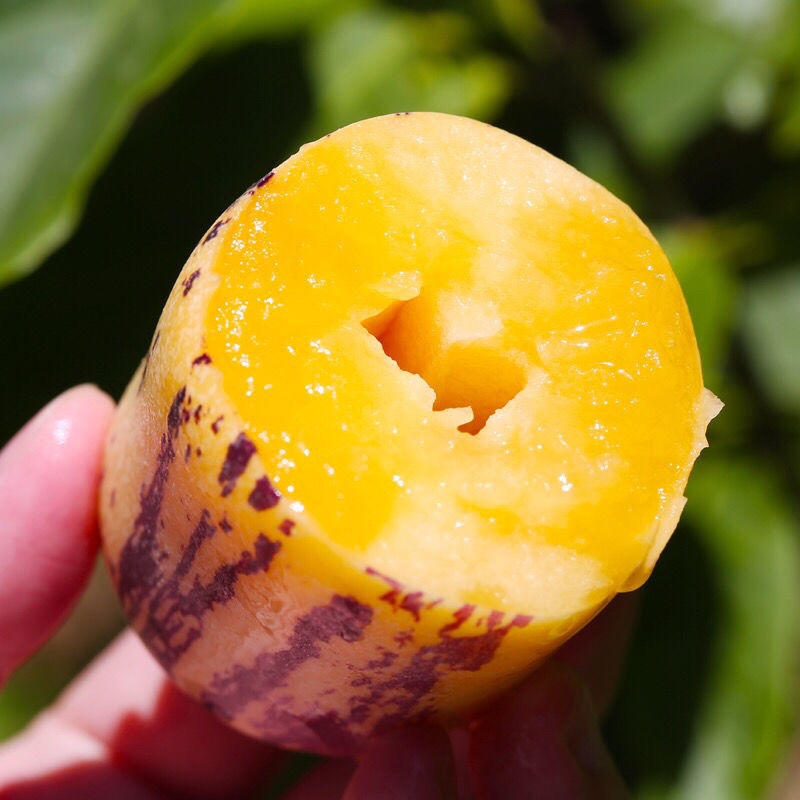 【树上熟】甘肃民勤沙漠人参果树熟黄果产地直发