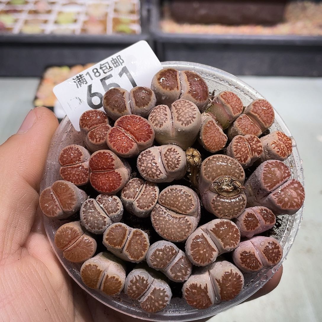 651当天凑满十八元包邮生石花