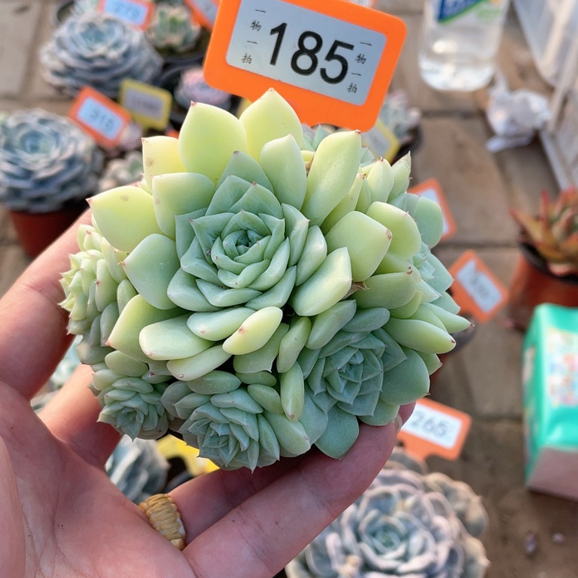 【闪购商品】185号