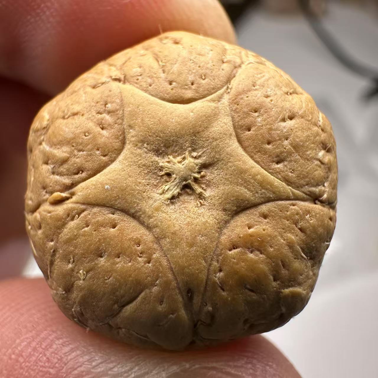 尼泊尔五星菩提，尺寸21，sss系列，货号29