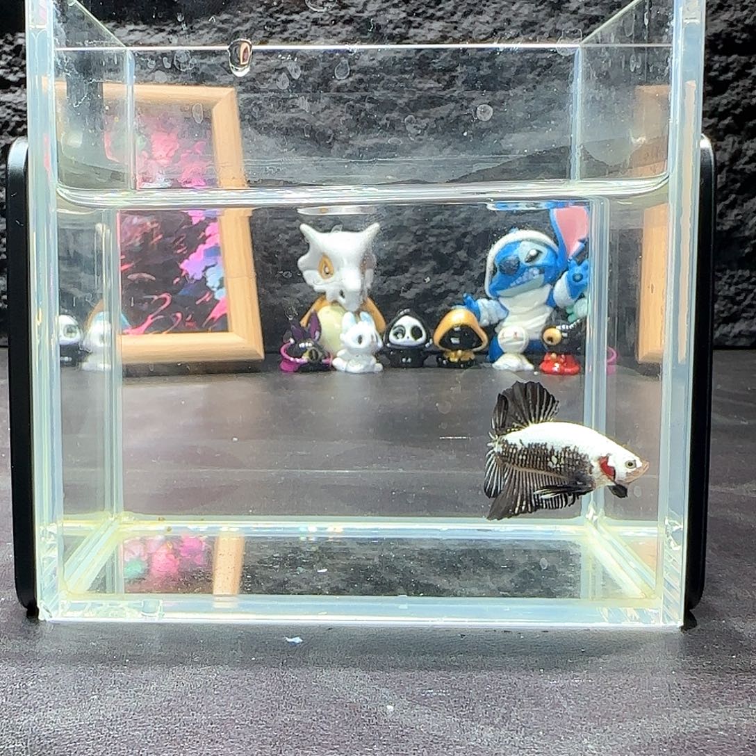 斗鱼十二月二十九号