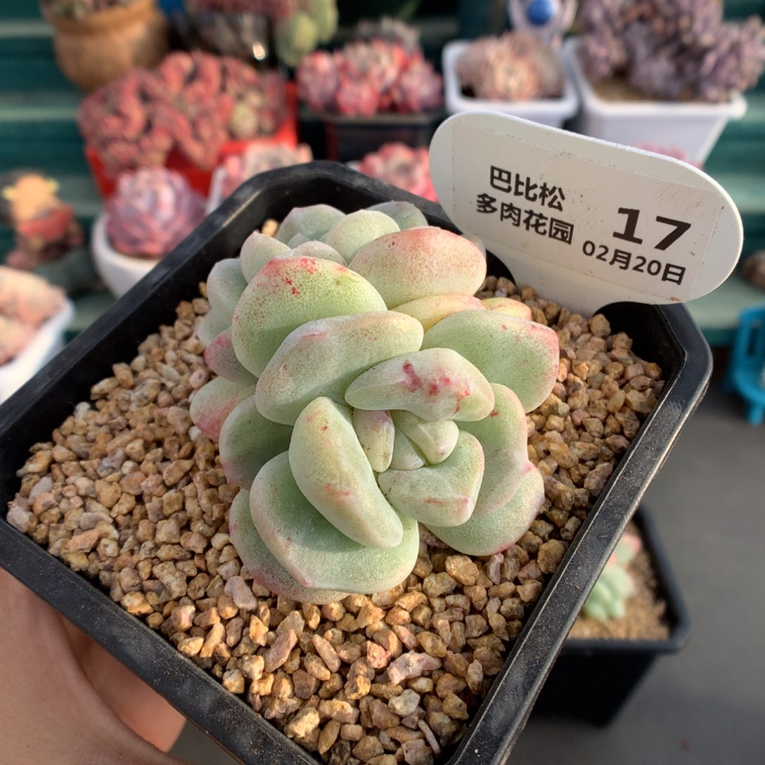 17双头冰玉石化多肉植物