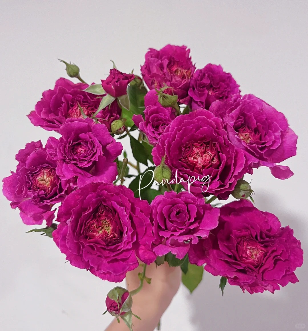 新品草药灌木浓香大花丰花勤花多头盆栽地载阳台庭院新手月季花苗