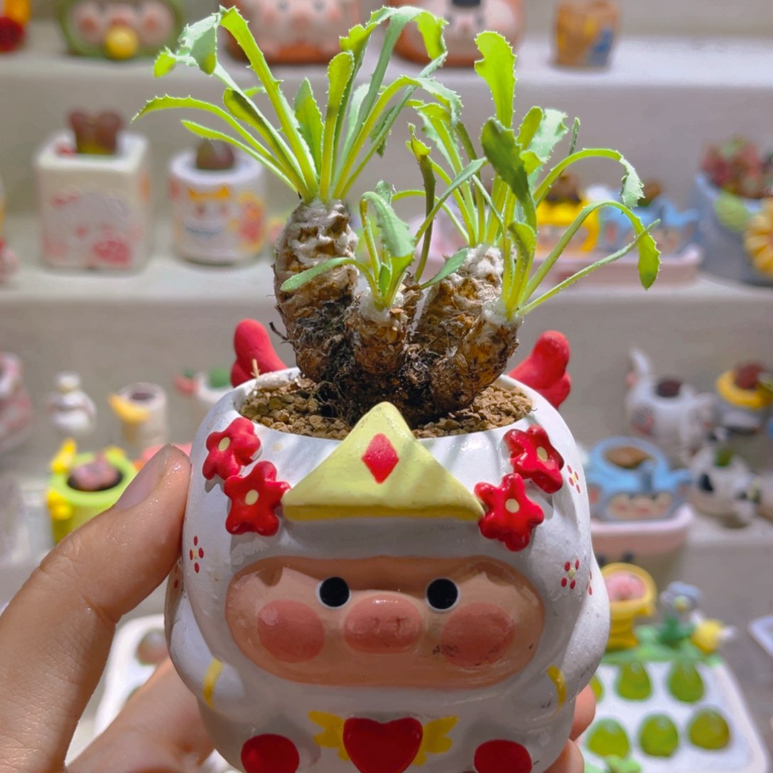 027刨花厚敦菊带盆土一套118