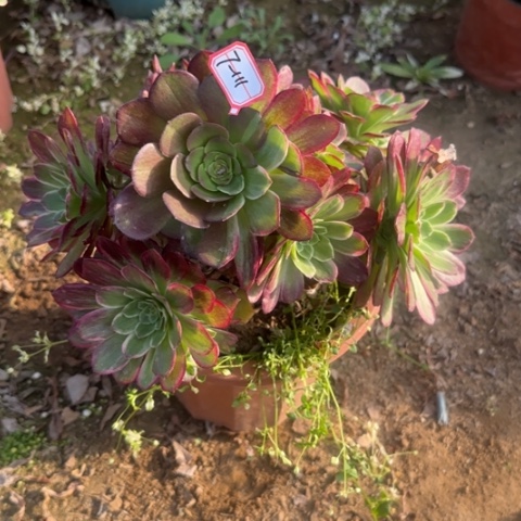 7-111莲花处理不售后多肉