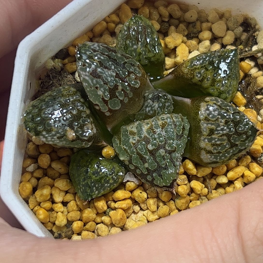 实生寿十二卷多肉植物公园