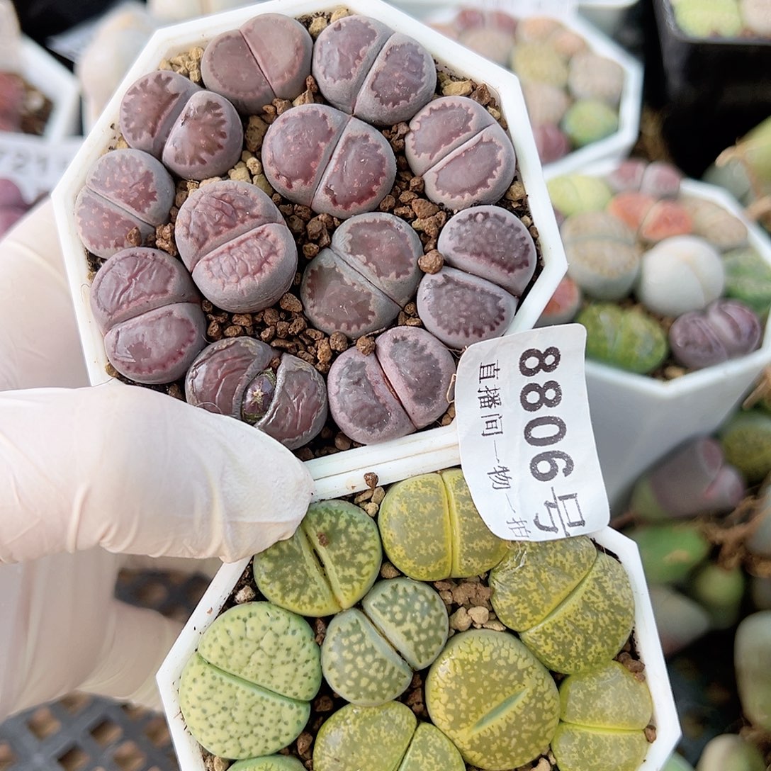 8806 好养易活生石花大母本两盆