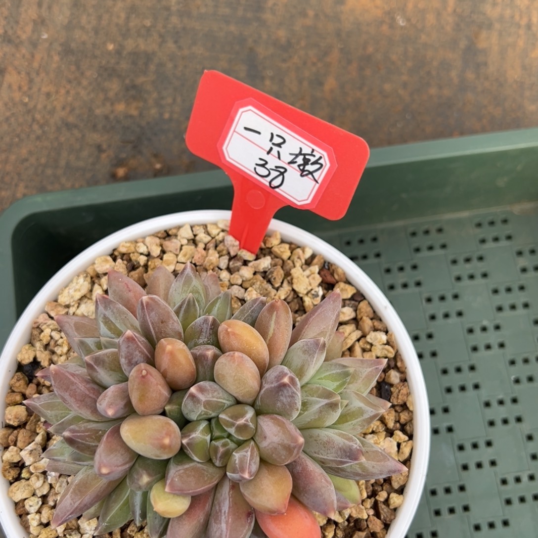 一***墩一只墩38。           