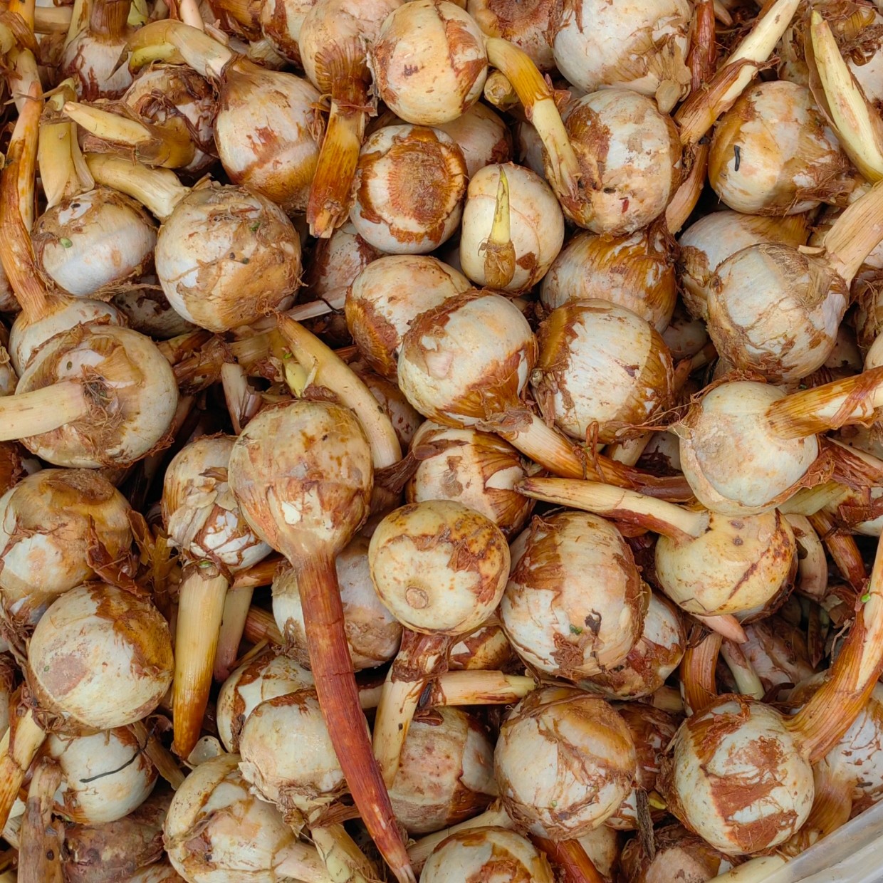 新鲜现挖高原茨菇