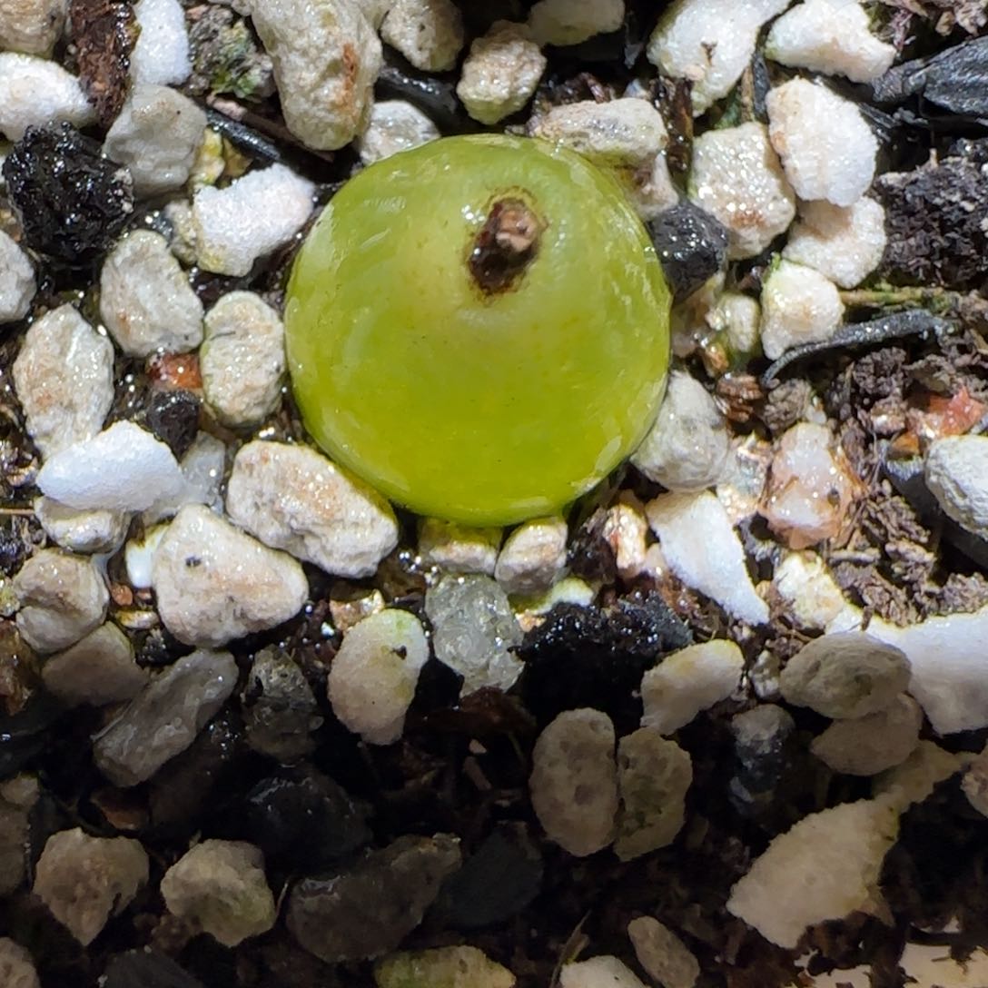 肉锥多肉植物百科-哈默479