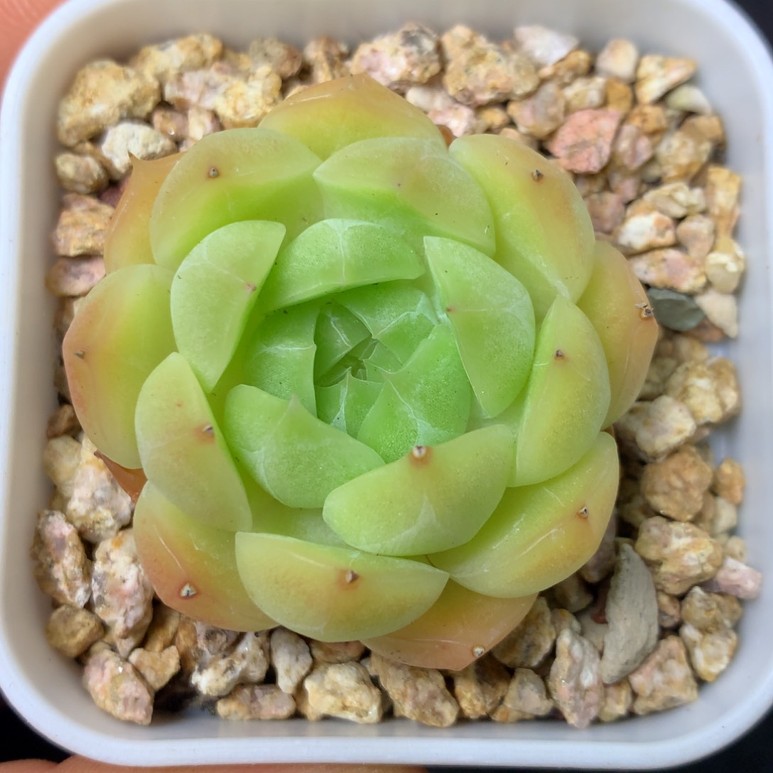 4 精品多肉一物一拍