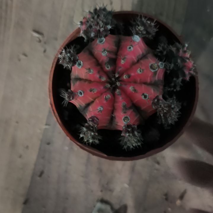 花花世界迷人眼的球球好