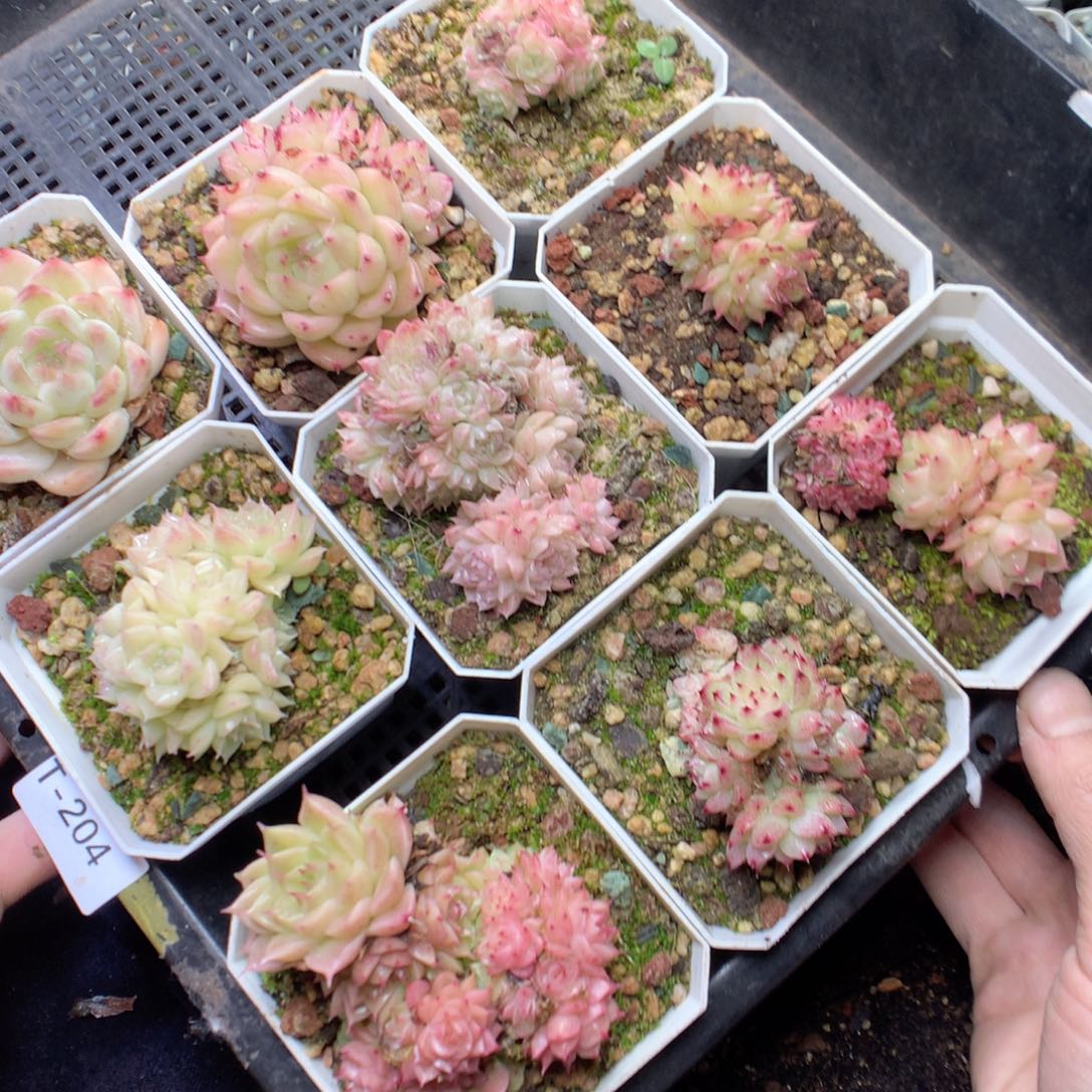 无花朵T204 yyyyyyyyy