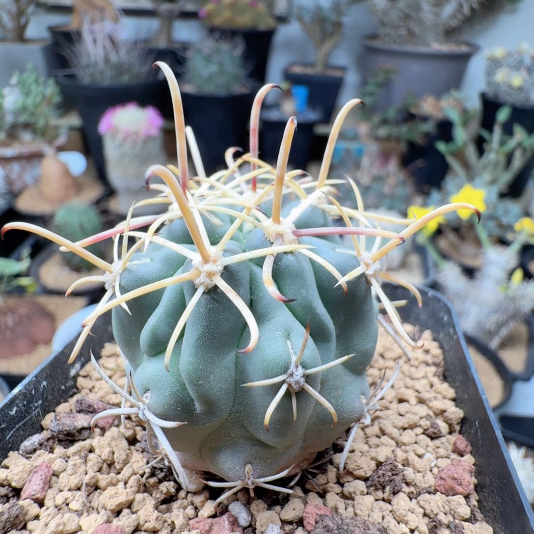 实生庆松玉仙人球378