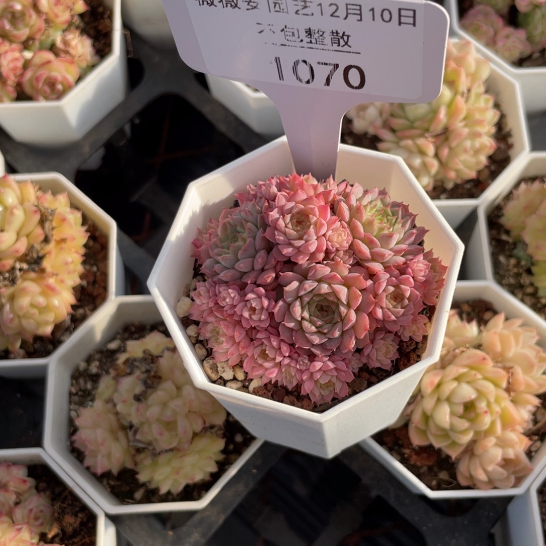 不包整散 盆子不售后1070