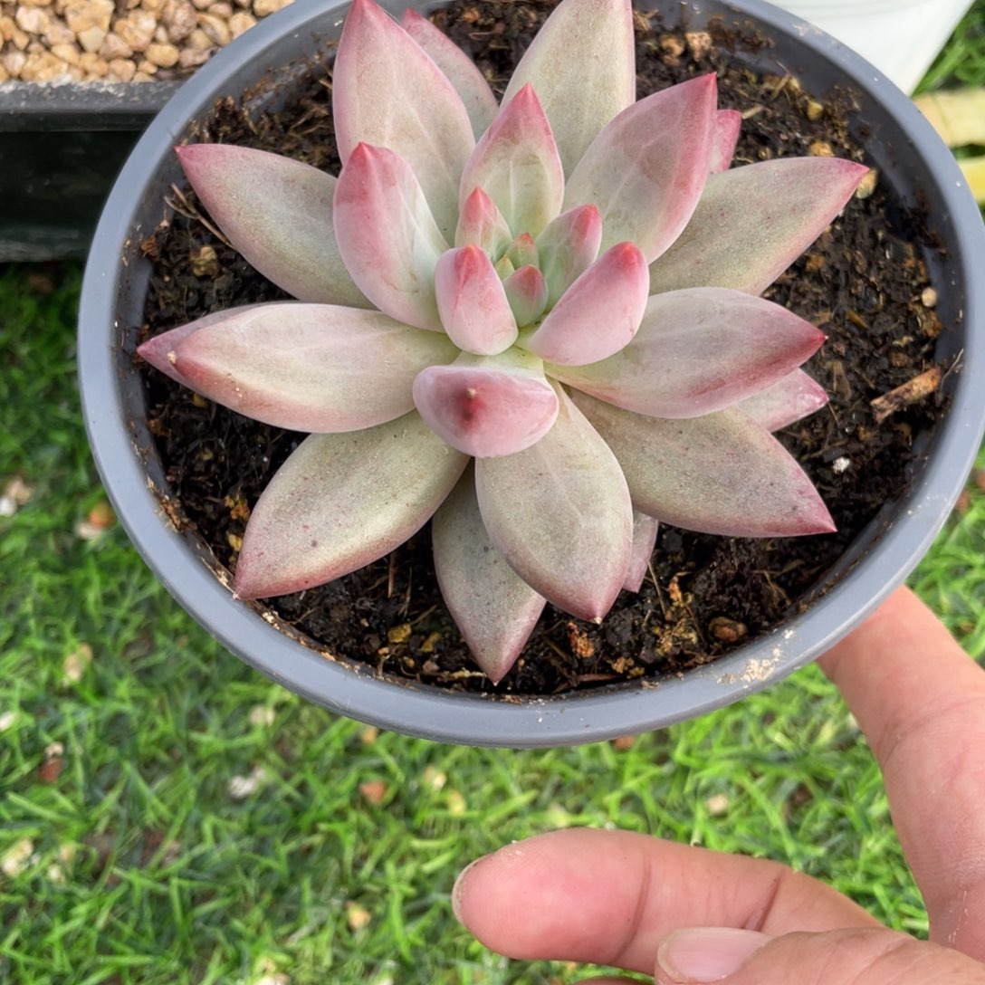 多肉植物的生长发育与生长