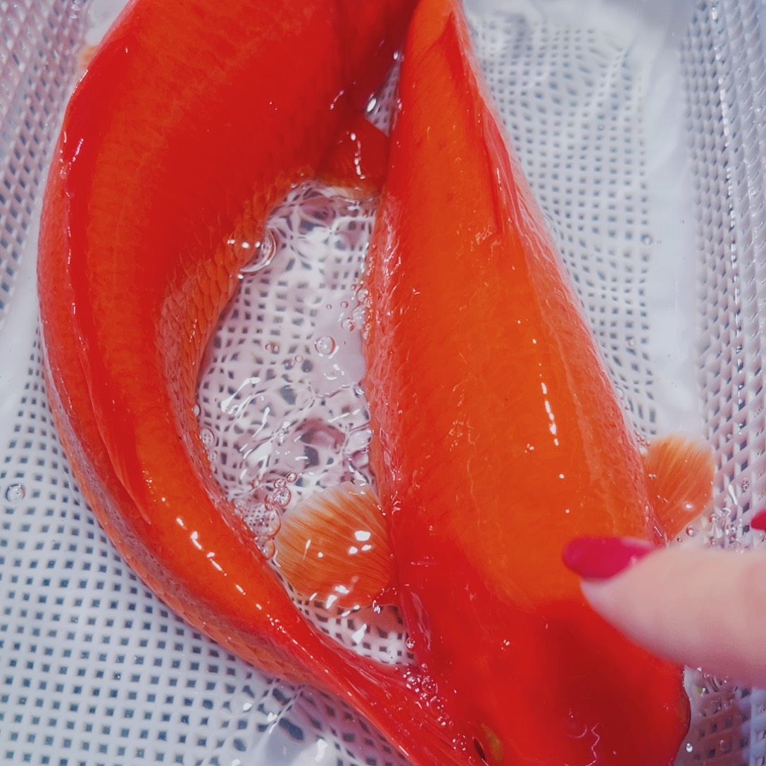 海水鱼锦鲤观赏鱼