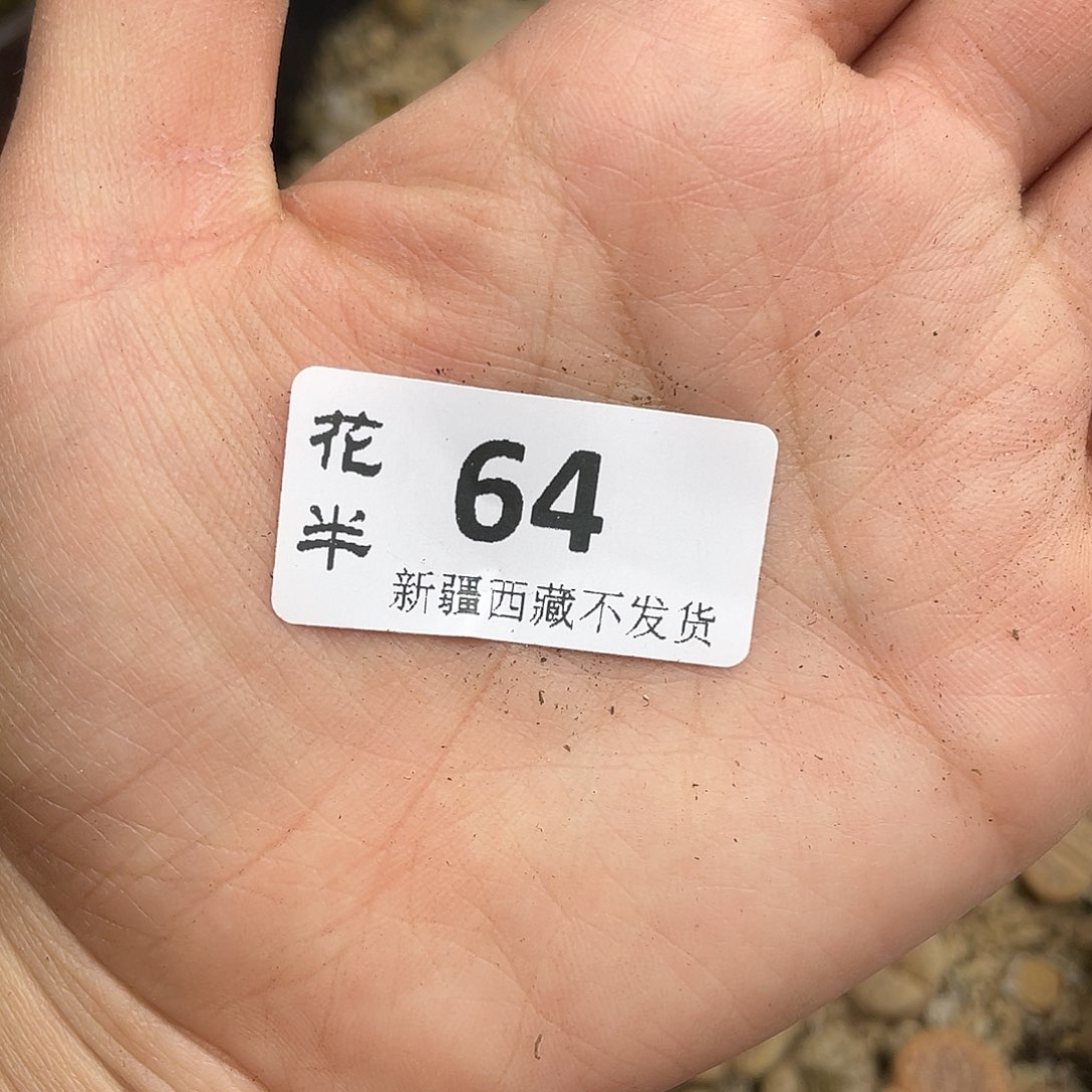 640000花花花花花花花