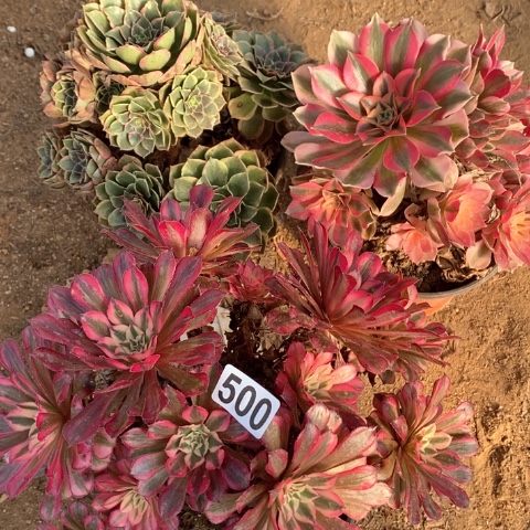 500三颗法师多肉植物